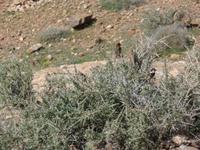 Rundreise Lanzarote, Fuerteventura – Kanarische Spatzen