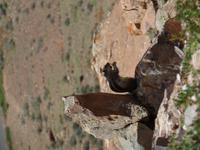 Rundreise Lanzarote, Fuerteventura – Streifenhörnchen