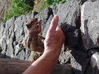 Rundreise Lanzarote, Fuerteventura – Streifenhörnchen
