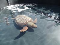 Rundreise Lanzarote, Fuerteventura – Schildkrötenfarm in Morro Jable