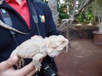 Rundreise Lanzarote, Fuerteventura – Naturpark Oasis Park