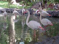 Rundreise Lanzarote, Fuerteventura – Naturpark Oasis Park