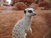 Rundreise Lanzarote, Fuerteventura – Naturpark Oasis Park
