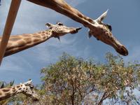 Rundreise Lanzarote, Fuerteventura – Naturpark Oasis Park