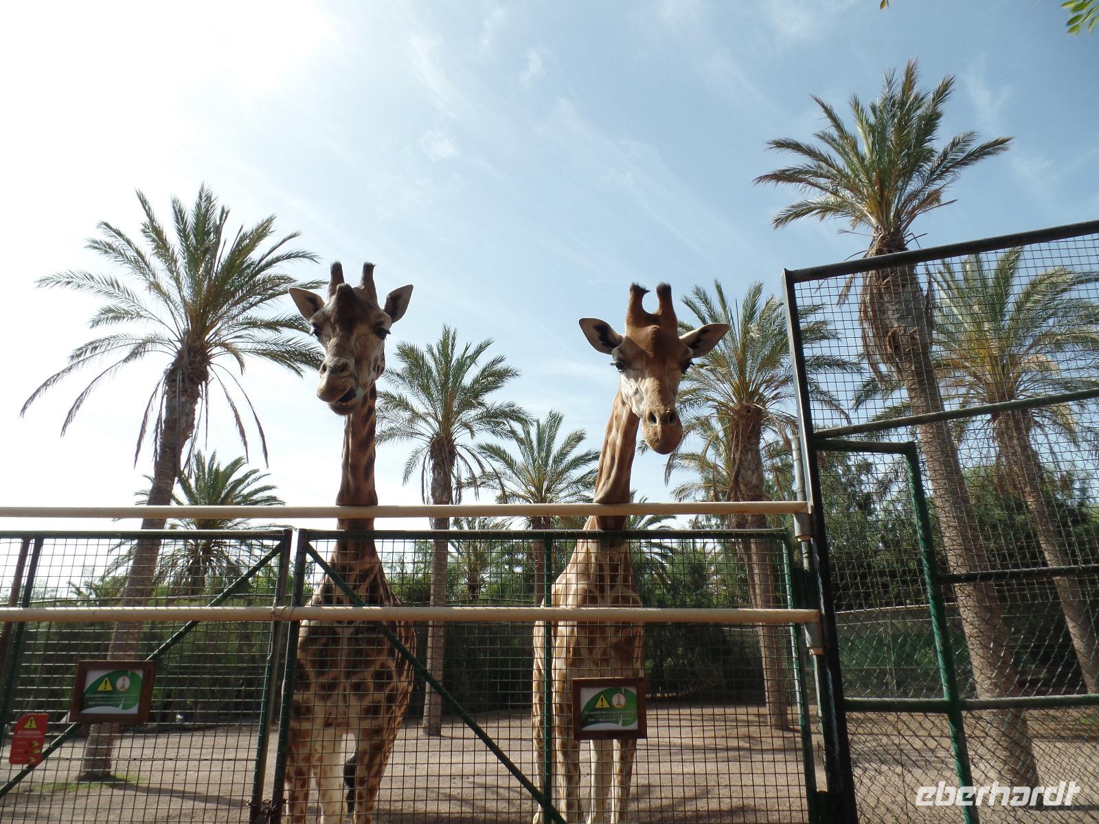 Rundreise Lanzarote, Fuerteventura – Naturpark Oasis Park