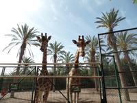 Rundreise Lanzarote, Fuerteventura – Naturpark Oasis Park