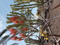 Rundreise Lanzarote, Fuerteventura – Naturpark Oasis Park