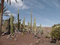Rundreise Lanzarote, Fuerteventura – Naturpark Oasis Park