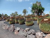 Rundreise Lanzarote, Fuerteventura – Naturpark Oasis Park