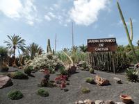 Rundreise Lanzarote, Fuerteventura – Naturpark Oasis Park