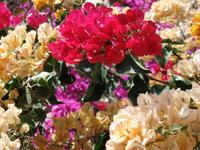 Rundreise Lanzarote, Fuerteventura – Naturpark Oasis Park