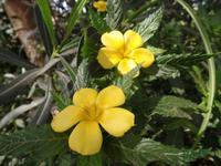 Rundreise Lanzarote, Fuerteventura – Naturpark Oasis Park