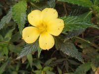 Rundreise Lanzarote, Fuerteventura – Naturpark Oasis Park