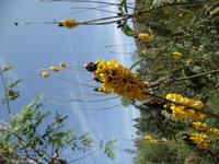 Rundreise Lanzarote, Fuerteventura – Naturpark Oasis Park
