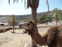 Rundreise Lanzarote, Fuerteventura – Naturpark Oasis Park