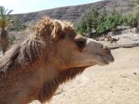 Rundreise Lanzarote, Fuerteventura – Naturpark Oasis Park