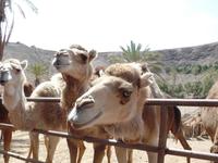 Rundreise Lanzarote, Fuerteventura – Naturpark Oasis Park