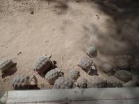 Rundreise Lanzarote, Fuerteventura – Naturpark Oasis Park