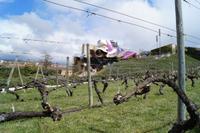 Frank O. Gehrys Hotel bei der Bodega Herederos Marquéz de Riscal