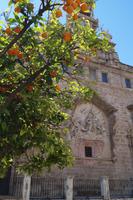 Organgenbaum vor der Marktkirche Valencia, Kirche der Heiligen Johannesse