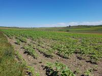 Camino Rural de la Campiña (7)