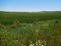 Camino Rural de la Campiña (10)