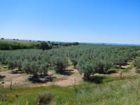 Camino Rural de la Campiña (16)