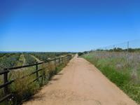 Camino Rural de la Campiña (17)
