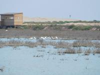 Doñana Park (37)
