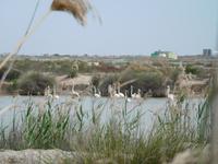 Doñana Park (40)