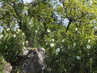Sierra de Grazalema (4)