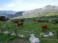 Sierra de Grazalema (31)