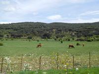 Sierra de Grazalema (46)