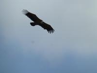 El Chorro NP - Gänsegeier