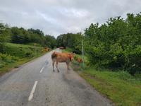 Wanderreise Nord-Spanien – Jakobsweg und Atlantik: 9 Tage Wanderreise in Nordspanien mit San Sebastian – Picos de Europa – Jakobsweg – Santiago de Compostela – Atlantikküste – Porto