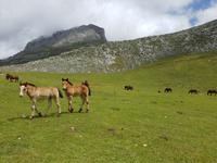 Wanderreise Nord-Spanien – Jakobsweg und Atlantik: 9 Tage Wanderreise in Nordspanien mit San Sebastian – Picos de Europa – Jakobsweg – Santiago de Compostela – Atlantikküste – Porto