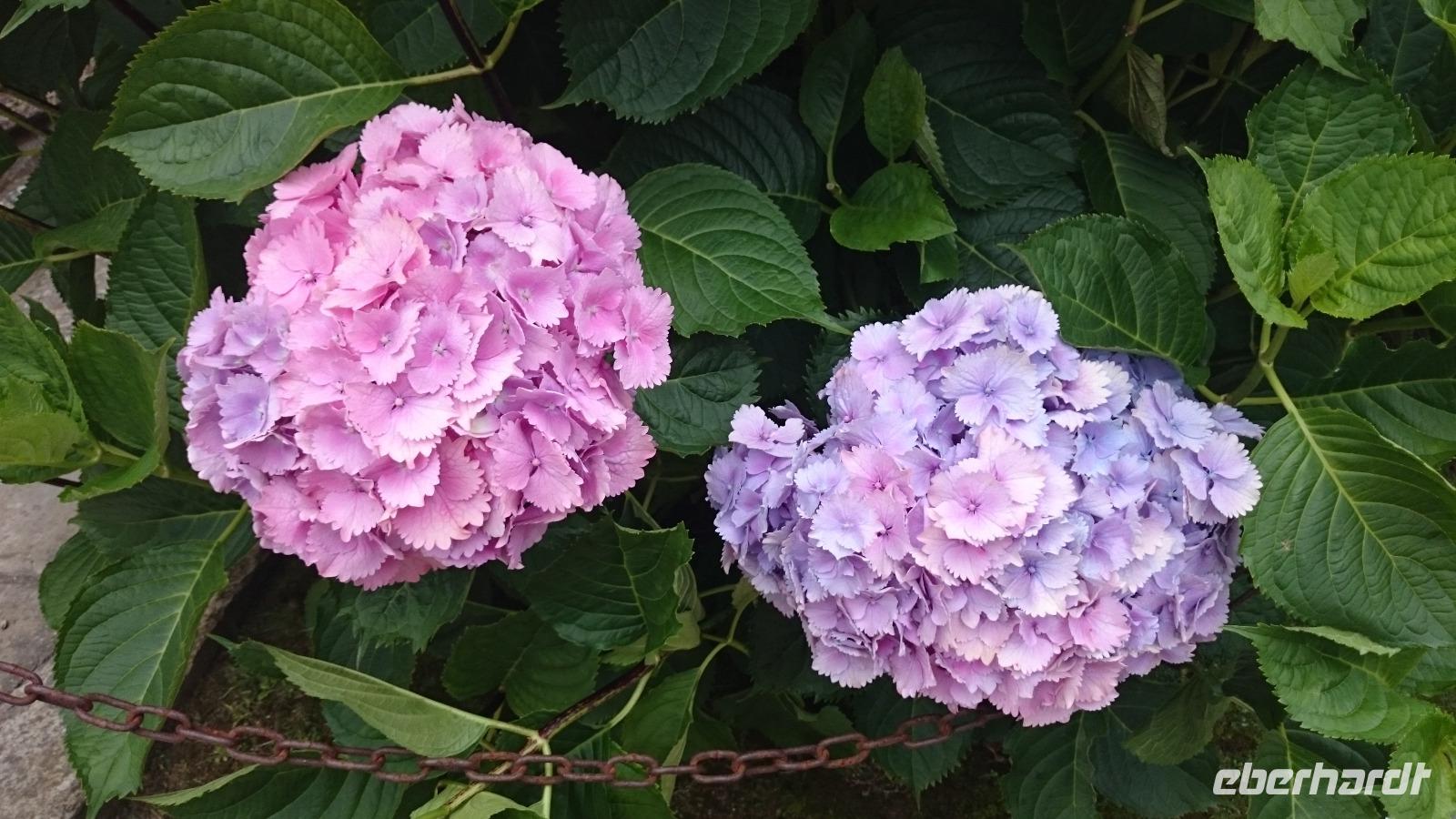 Prächtige Hortensien in Comillas rufen den Neid aller Gärtner hervor