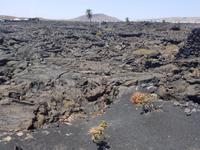 Rundreise – Inselhüpfen Lanzarote, Fuerteventura (121)