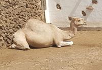 Rundreise – Inselhüpfen Lanzarote, Fuerteventura (210)