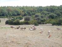 Mirador del Faro (3)