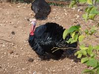 Singlereise Mallorca Wandern