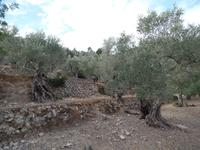 Singlereise Mallorca Wandern – Olivenbäume