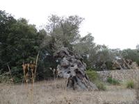 Singlereise Mallorca Wandern – alter Olivenbaum