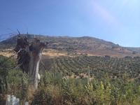 Via Verde de la Subbética (26)