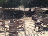 Via Verde de la Subbética (31)