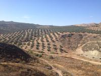 Via Verde de la Subbética (47)