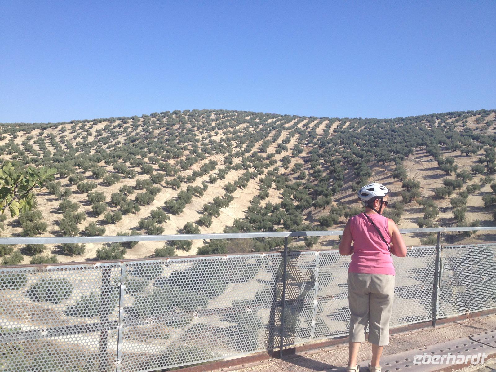 Via Verde del Aceite (17)