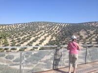 Via Verde del Aceite (17)