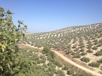 Via Verde del Aceite (18)