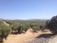 Via Verde del Aceite (34)